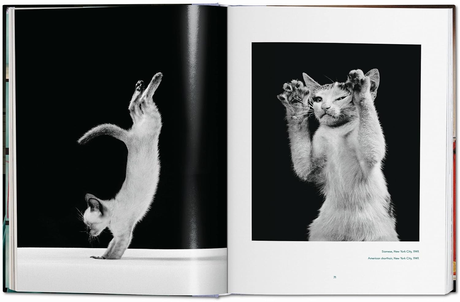 Walter Chandoha Cats Photographs