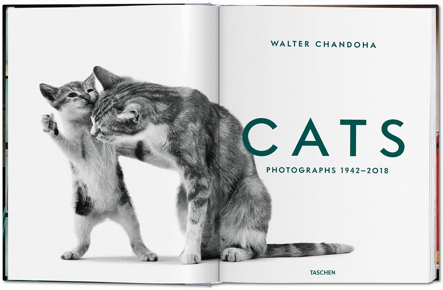Walter Chandoha Cats Photographs 1942–2018 LG
