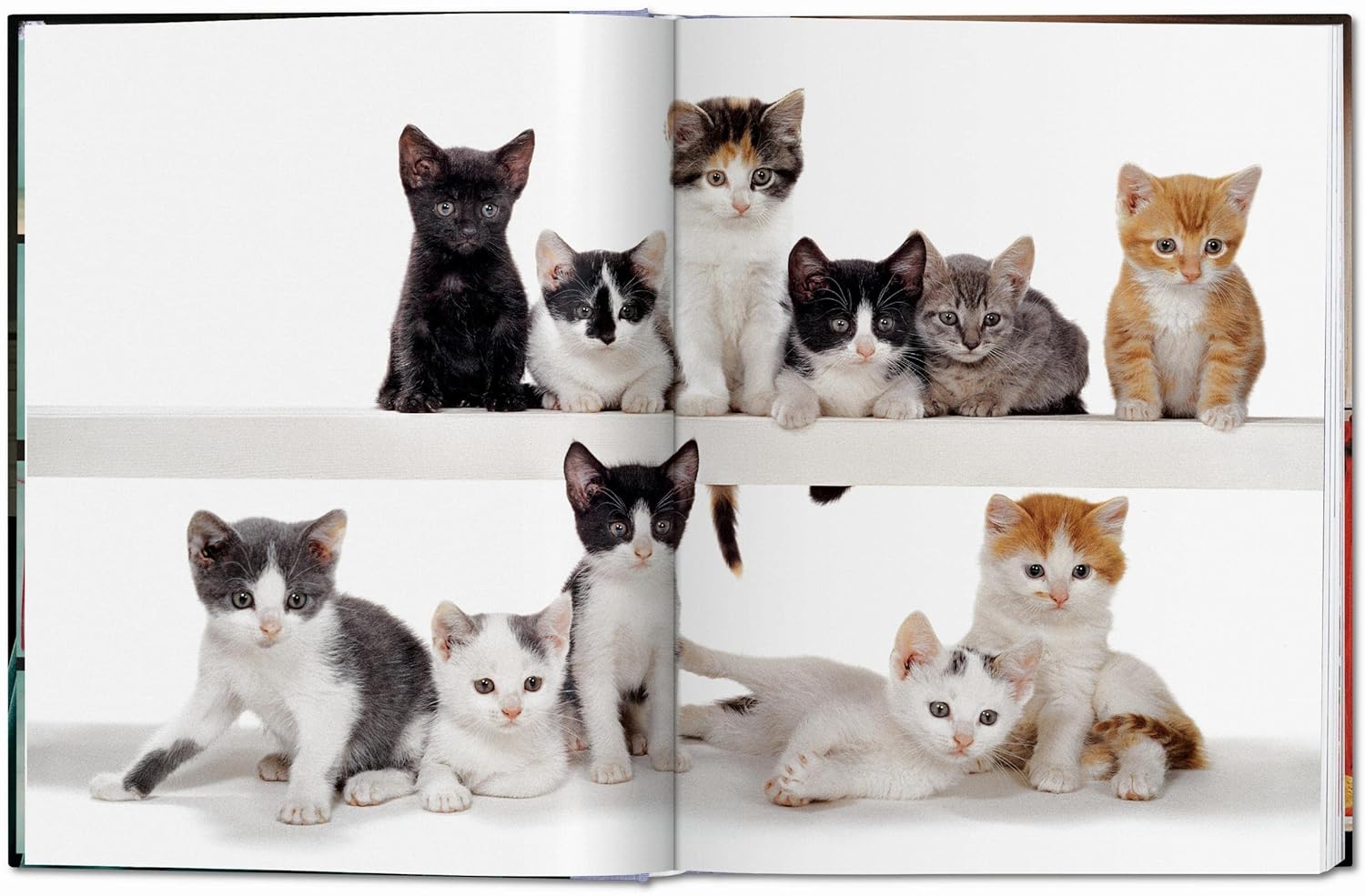 Walter Chandoha Cats Photographs 1942–2018 LG