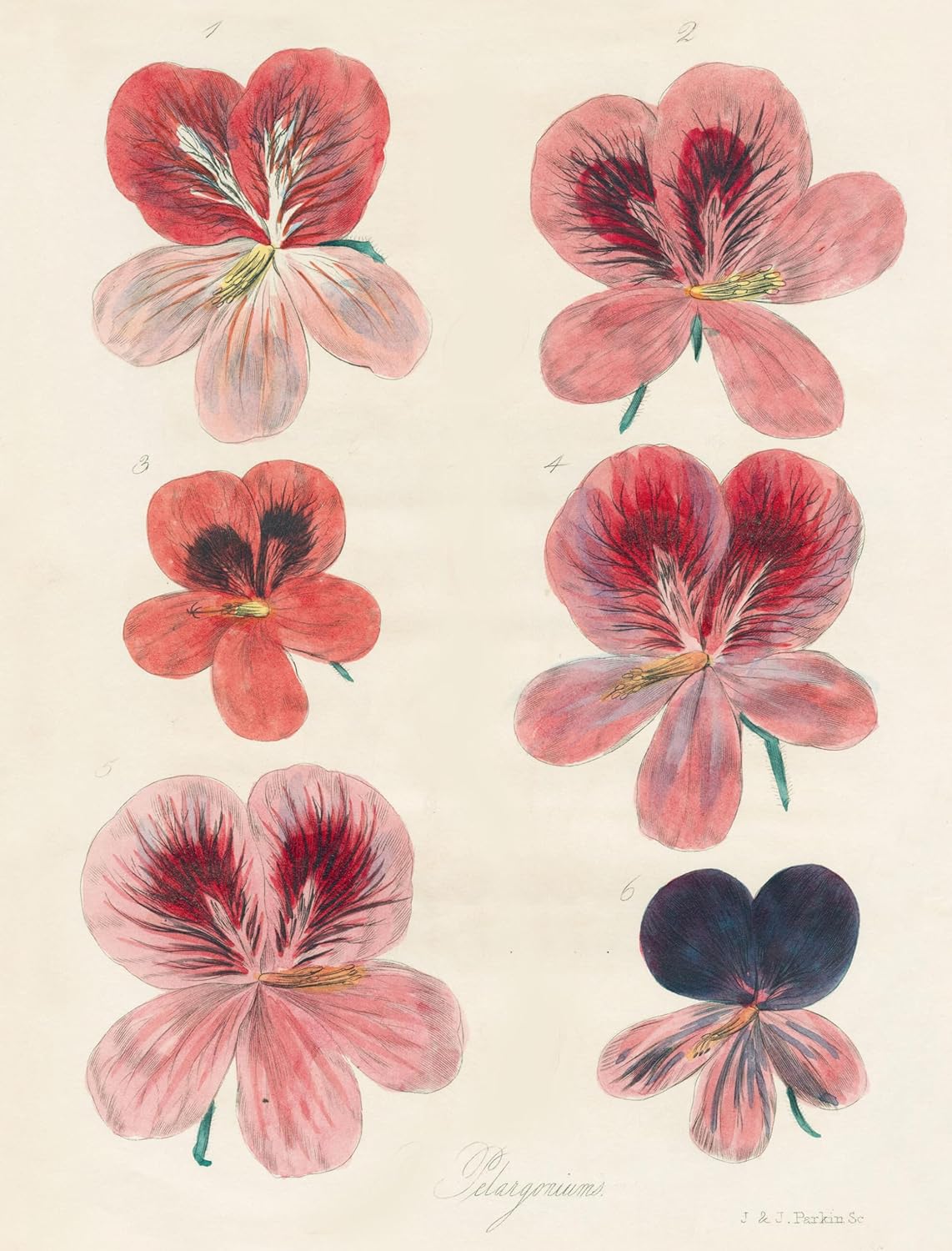 John Derian Paper Goods: Wrapping Paper & Gift Tags