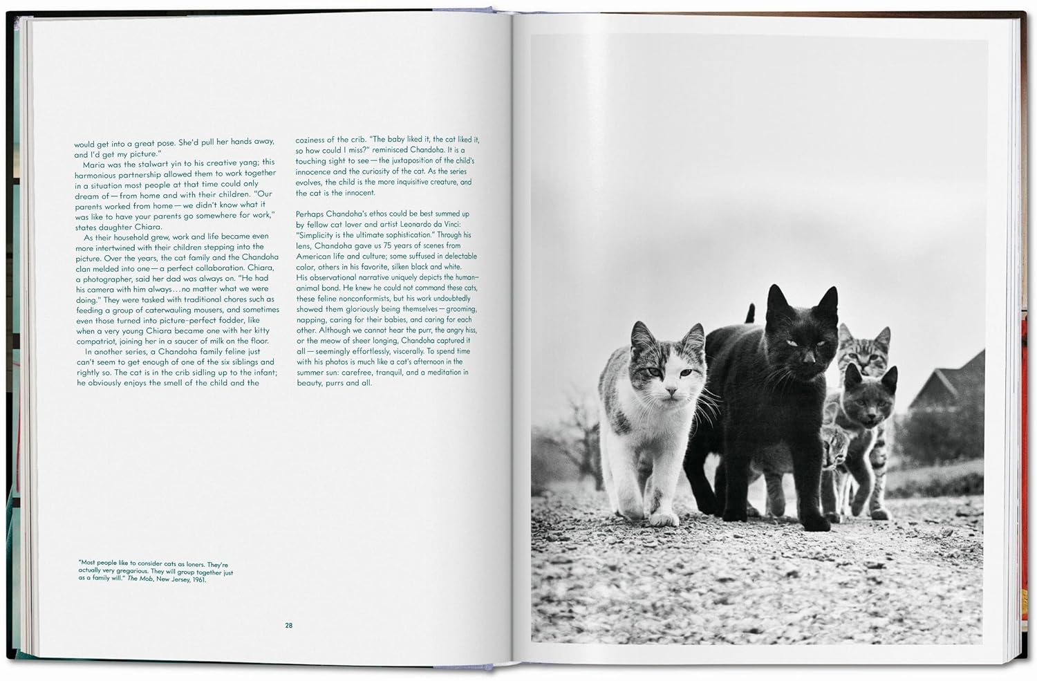 Walter Chandoha Cats Photographs