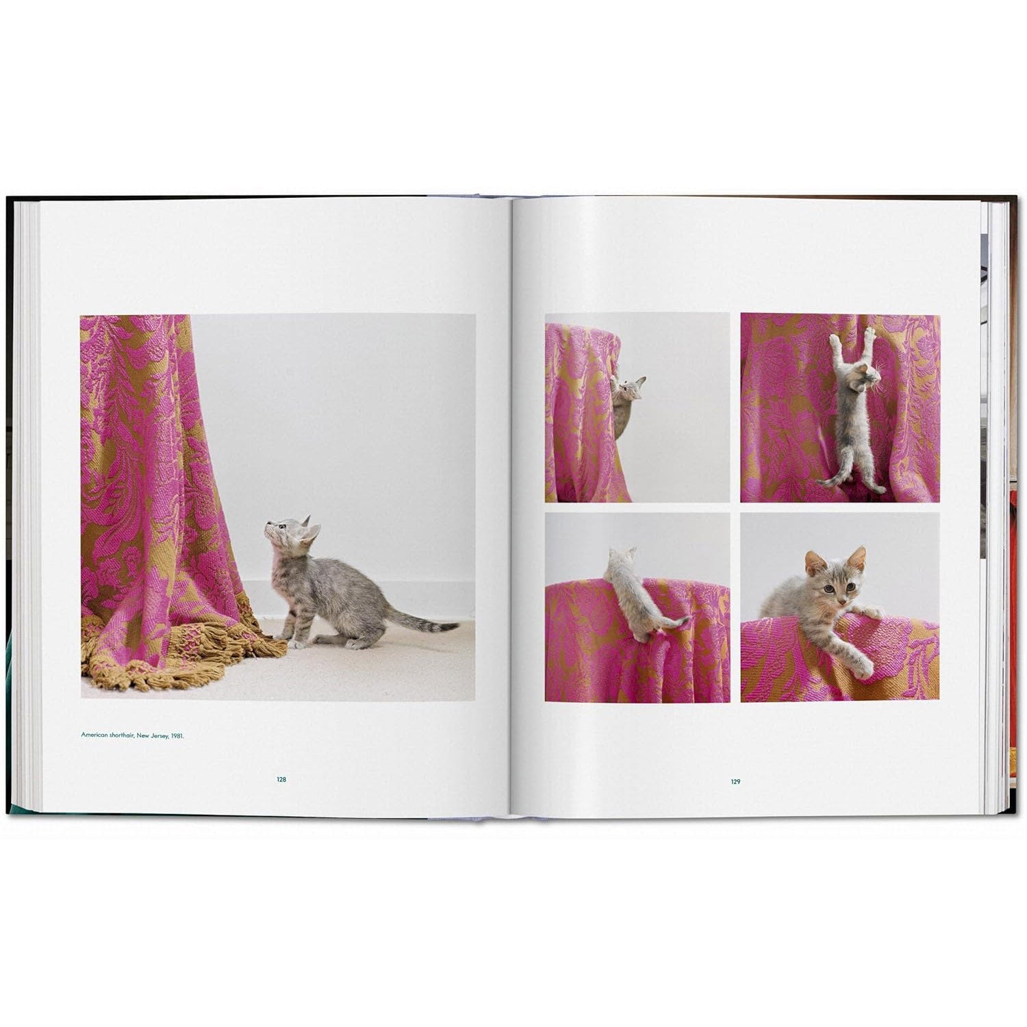 Walter Chandoha Cats Photographs 1942–2018 LG