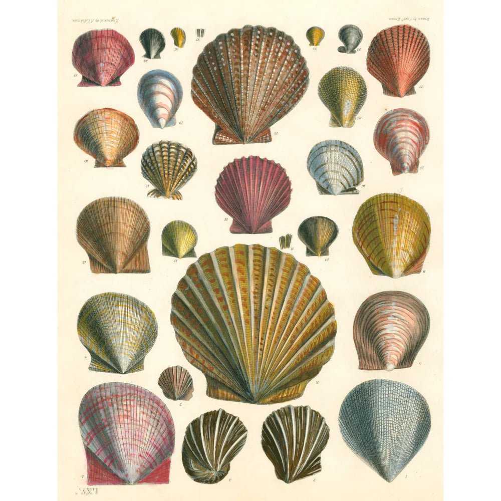 John Derian Paper Goods: Wrapping Paper & Gift Tags
