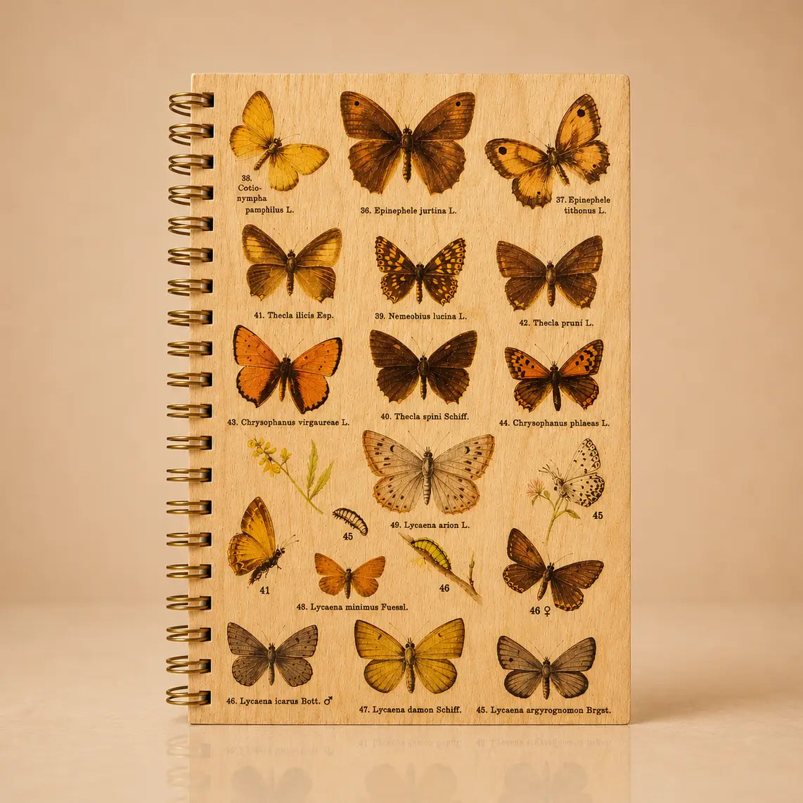 Wood Notebook Butterfly Specimen