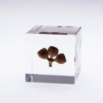 Japanese Sola Cubes