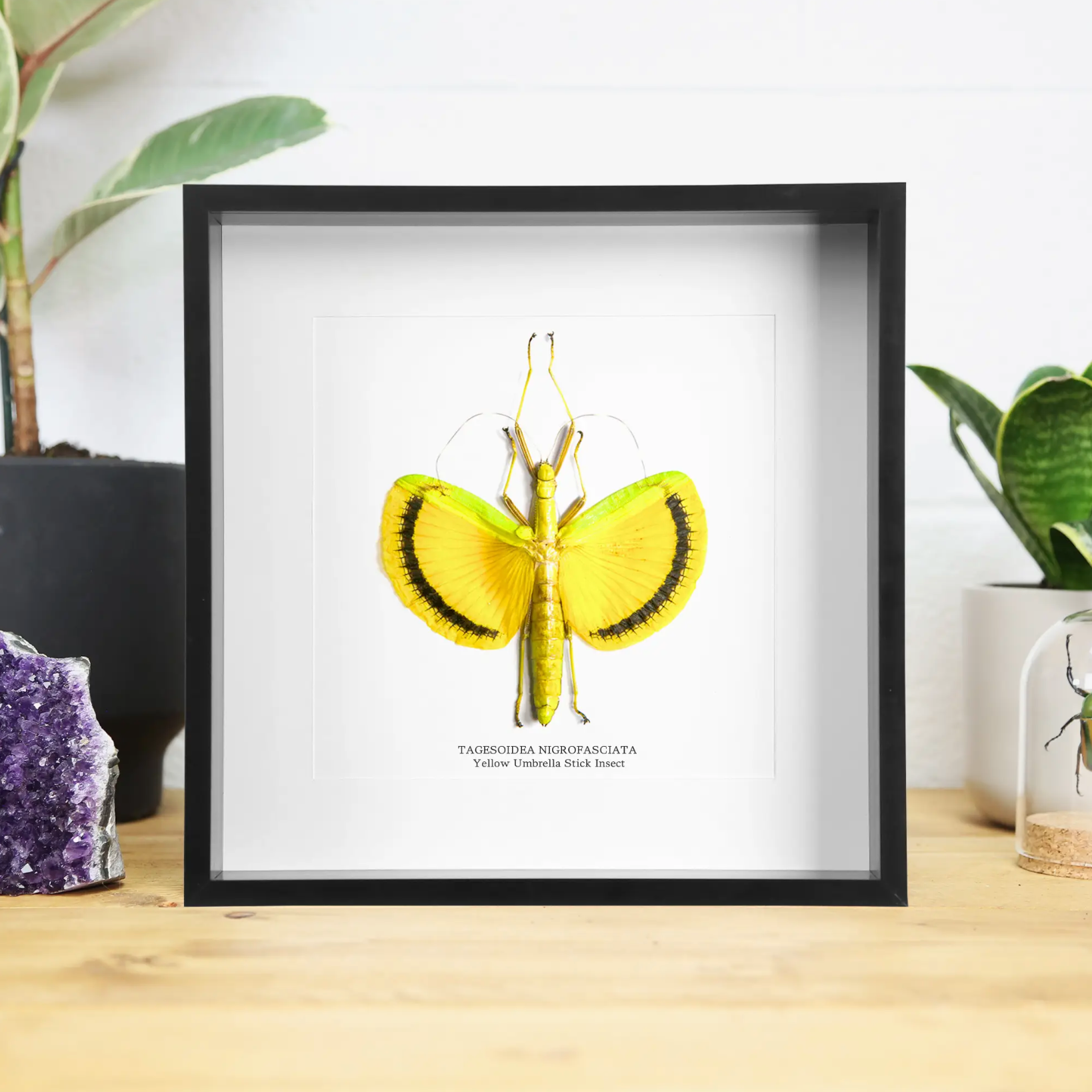 Ethically Sourced Framed Specimens