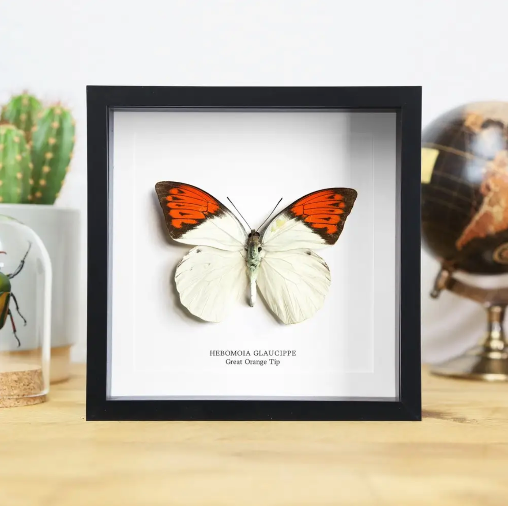 Ethically Sourced Framed Specimens