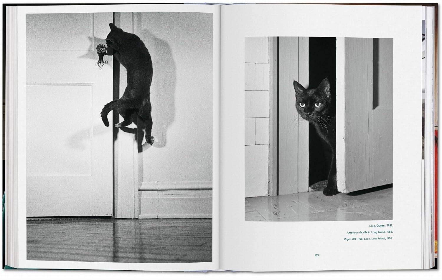 Walter Chandoha Cats Photographs 1942–2018 LG