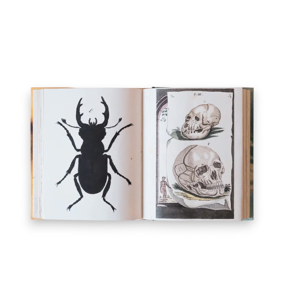 John Derian Sticker Book