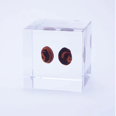 Japanese Sola Cubes