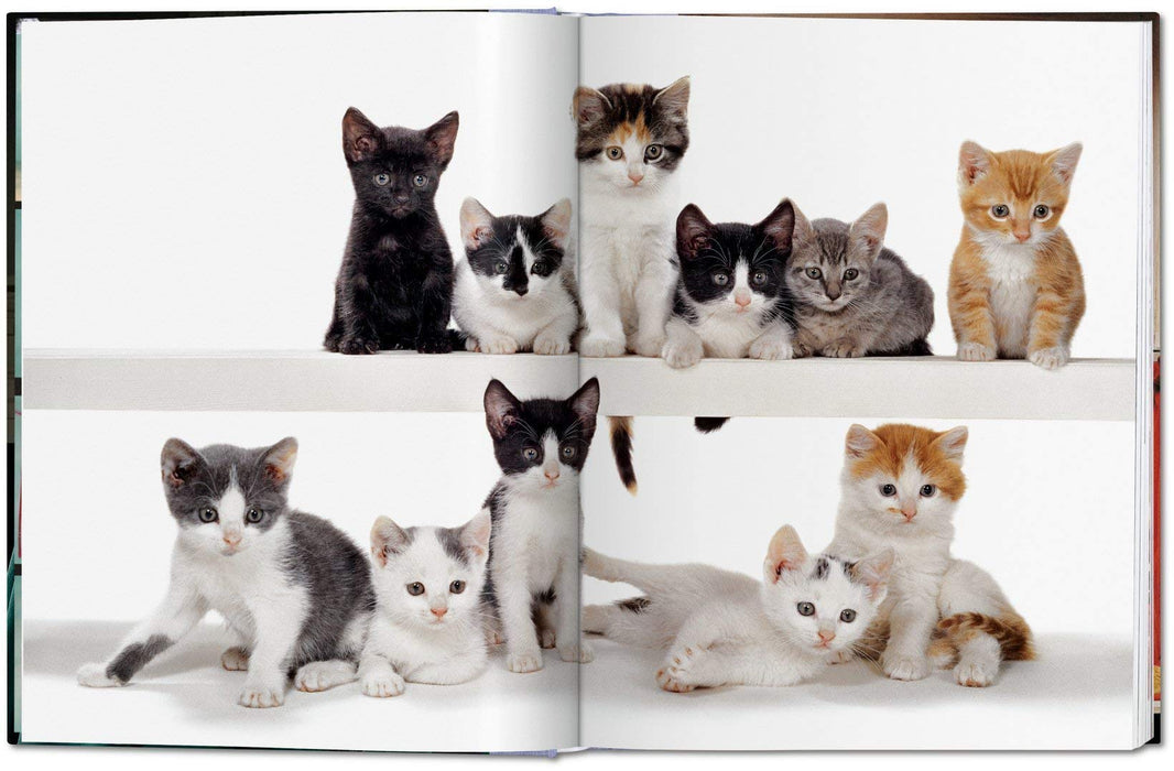 Cats: Photographs 1942 - 2018