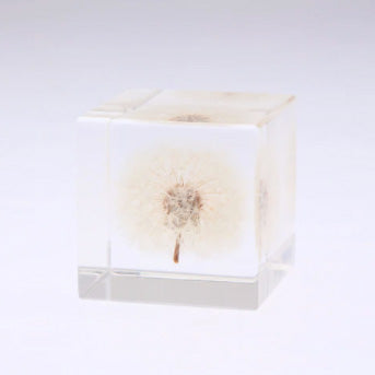 Japanese Sola Cubes