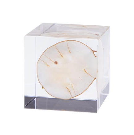 Japanese Sola Cubes