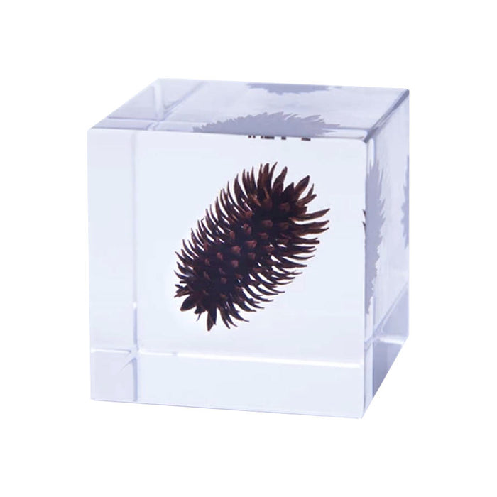 Japanese Sola Cubes