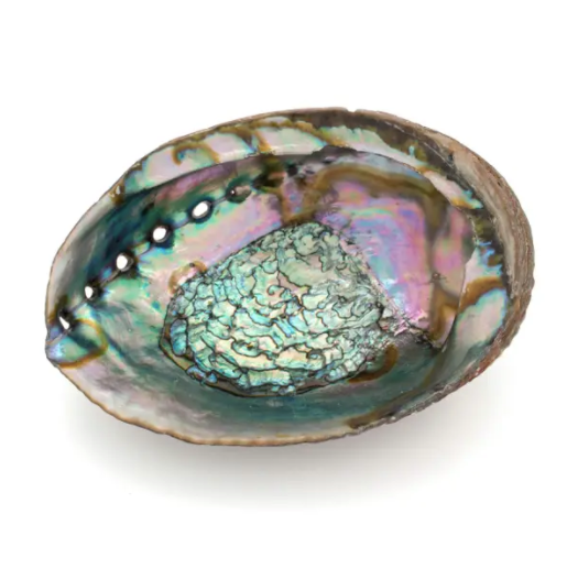 Abalone Shell