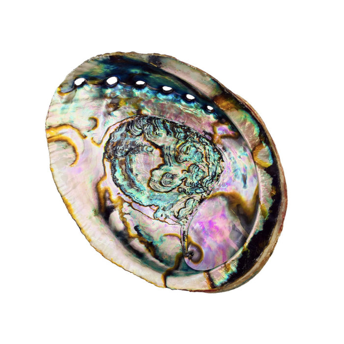 Abalone Shell