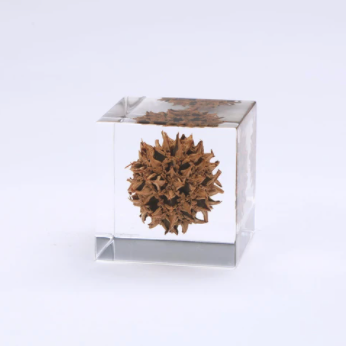 Japanese Sola Cubes