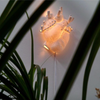 Heart Lamp