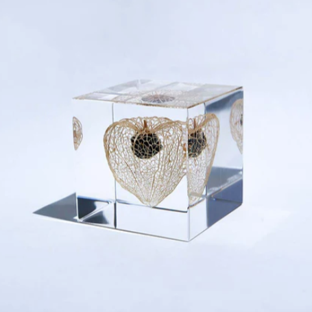 Japanese Sola Cubes