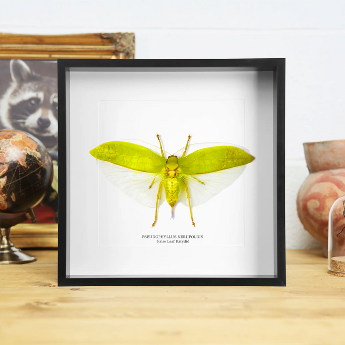 Ethically Sourced Framed Specimens