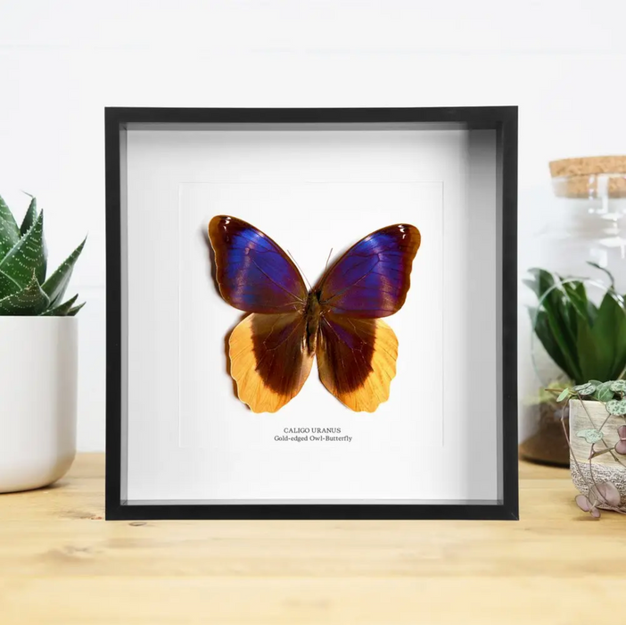 Ethically Sourced Framed Specimens
