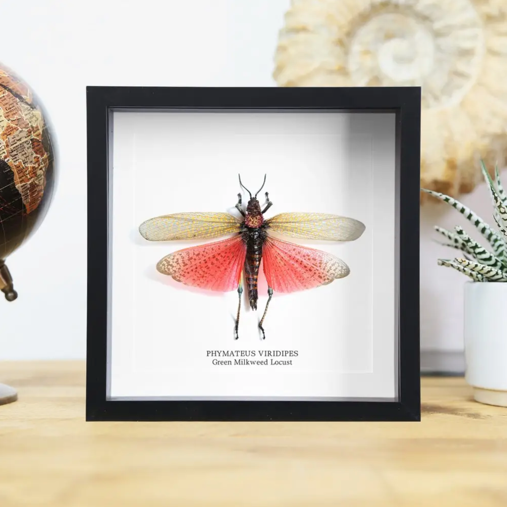 Ethically Sourced Framed Specimens