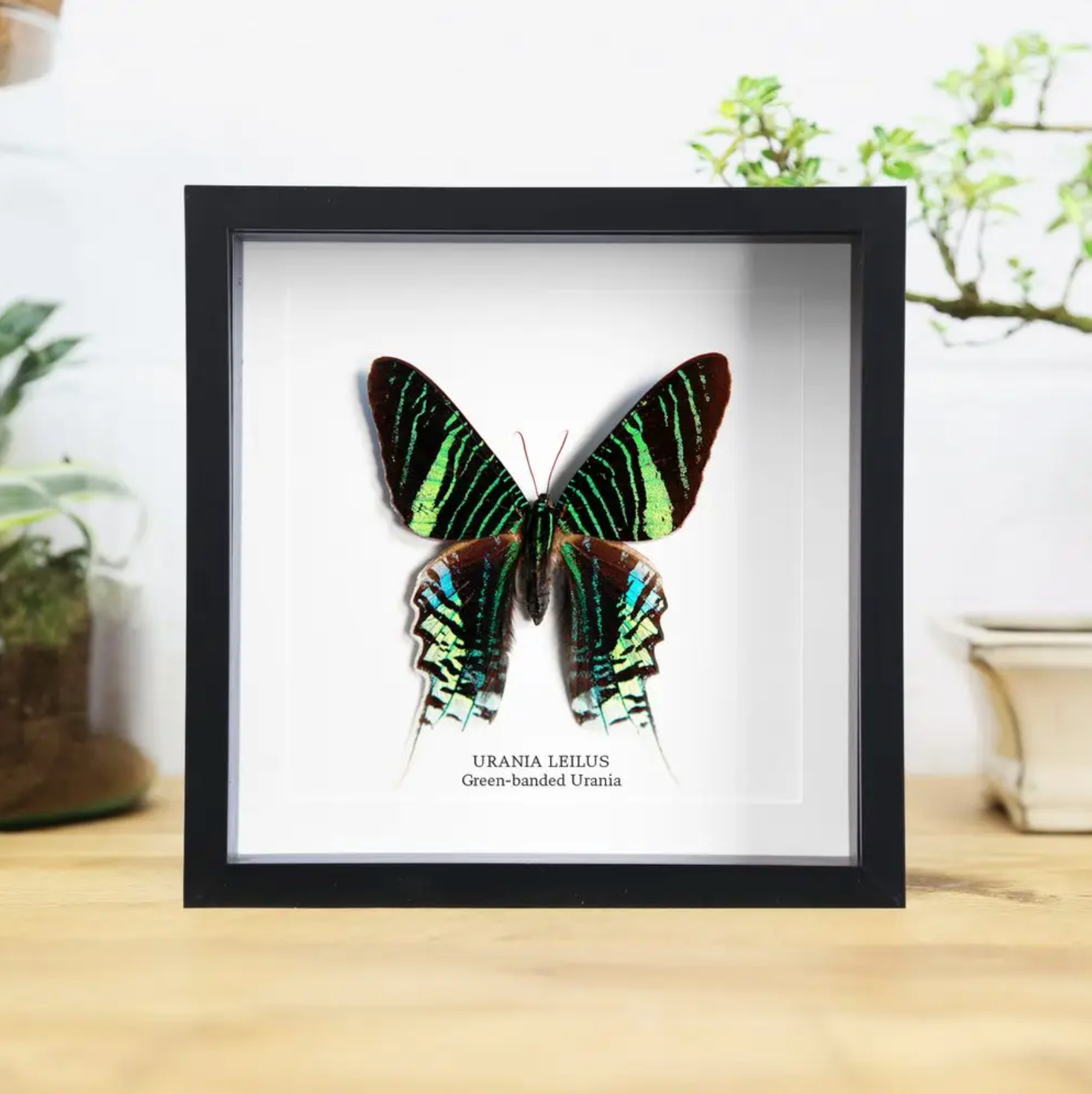 Ethically Sourced Framed Specimens