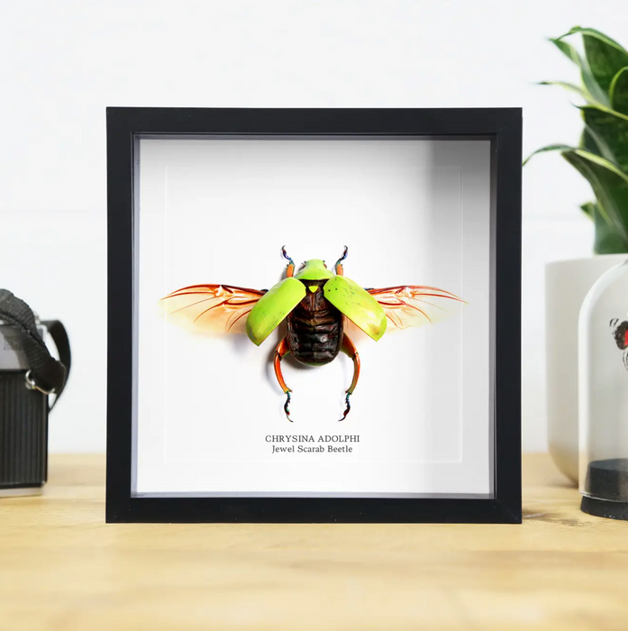 Ethically Sourced Framed Specimens
