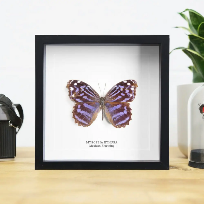 Ethically Sourced Framed Specimens
