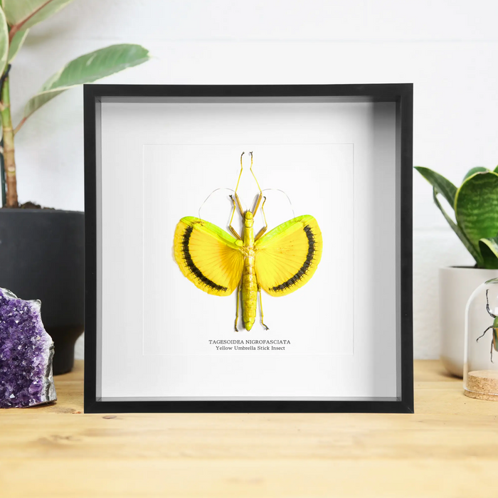 Ethically Sourced Framed Specimens