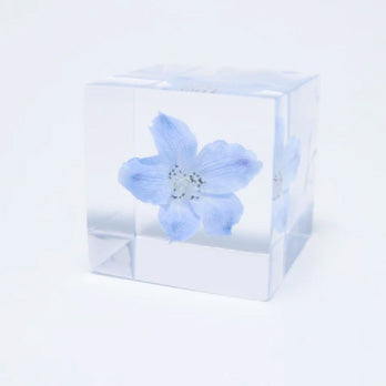 Japanese Sola Cubes