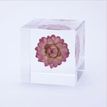 Japanese Sola Cubes