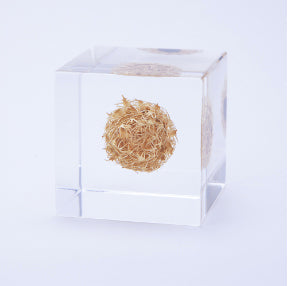 Japanese Sola Cubes