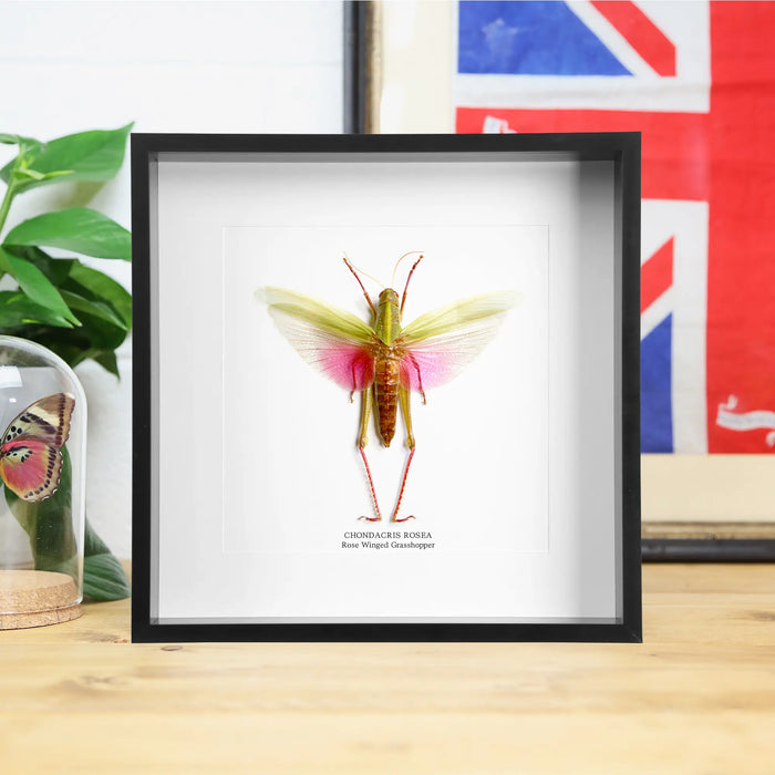 Ethically Sourced Framed Specimens