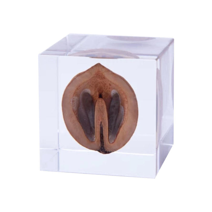 Sola Cubes