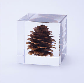 Japanese Sola Cubes