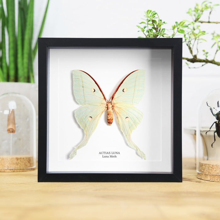 Ethically Sourced Framed Specimens