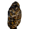 Concrete Antique Morel Mushroom 