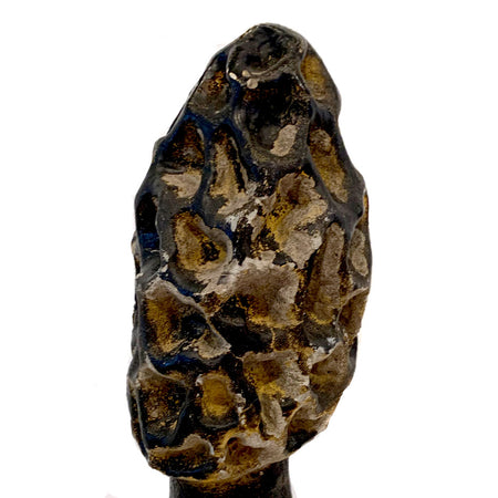 Concrete Antique Morel Mushroom 