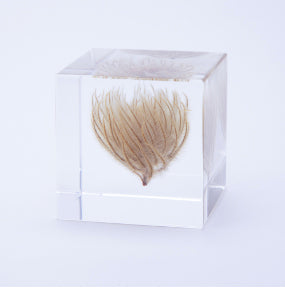 Japanese Sola Cubes