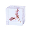Japanese Sola Cubes