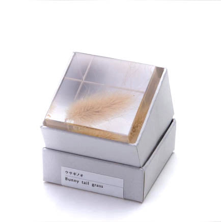 Sola Cubes