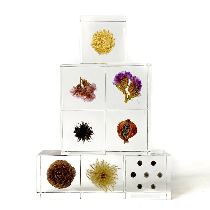 Japanese Sola Cubes