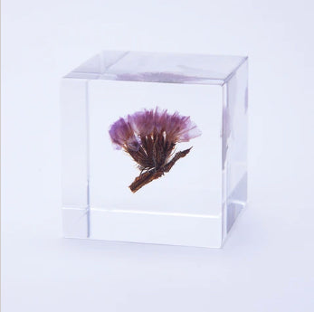 Japanese Sola Cubes