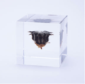 Japanese Sola Cubes